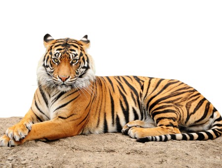 Brown And Orange Tiger