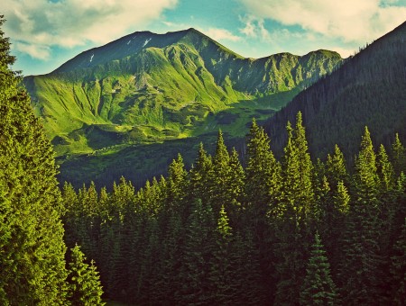 Green Mountain Peak Across Tree Covered Slopes