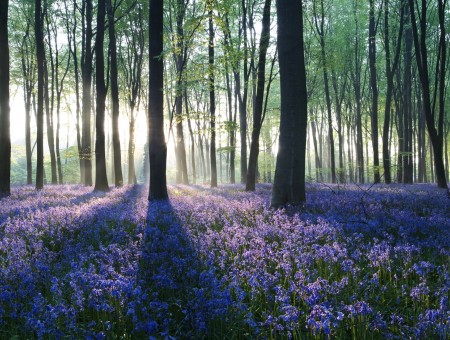 Trees Surrounded With Purple Flowers During Daytime