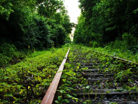 Railroad Track Through A Forest