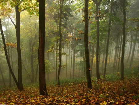 Misty Weather In Forest With Fogs In Forest