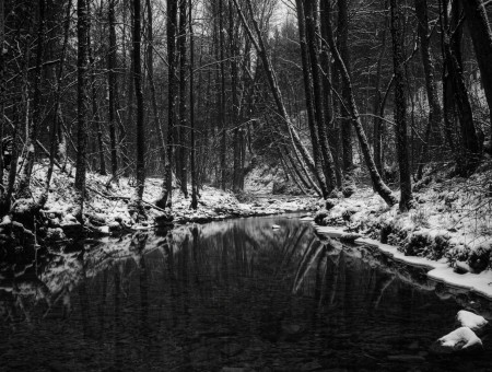 Grayscale Photography Of Lake Stream Lined With Trees