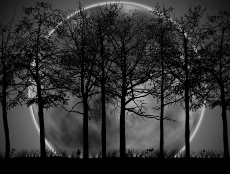 Moon Behind The Trees Picture