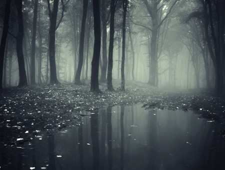 Foggy Forest In Grey Scale Photography