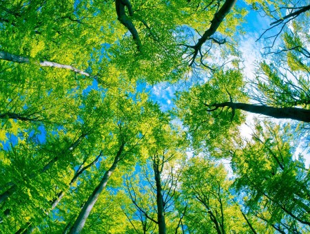 Low Angle Photography Of Green Trees Under White Clouds And Blue Sky During Daytime