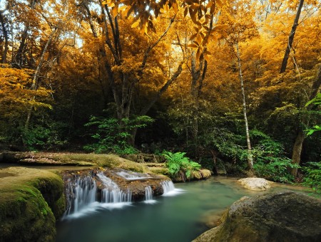 Yellow Leafy Trees Across Stream In Woods