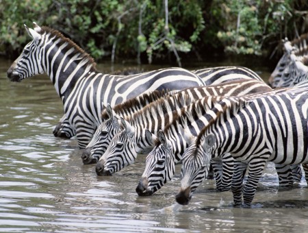 Zebras Drinking Water On A Brown Running Water