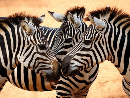 Three Zebra Animals
