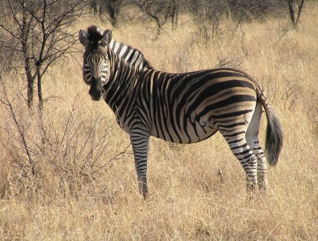 Black And White Zebra On Brown Withered Grass During Daytime