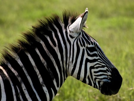 Zebra Near Green Grass During Daytime