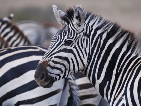 Zebra Dazzle During Daytime
