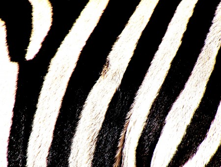 Black And White Zebra Print Textile