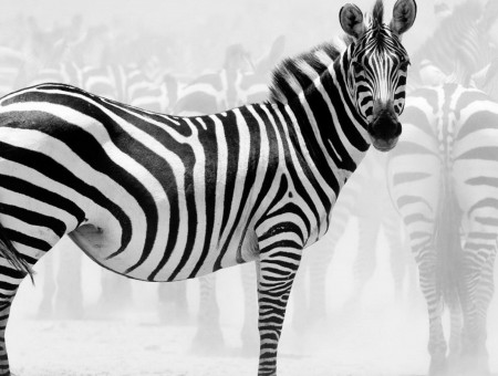 Herd Of Zebras In The Field