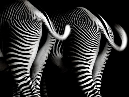 Zebra Wiggling Tails In Greyscale Photography