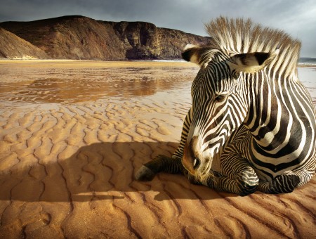 Black And White Zebra On Sand Next To Water