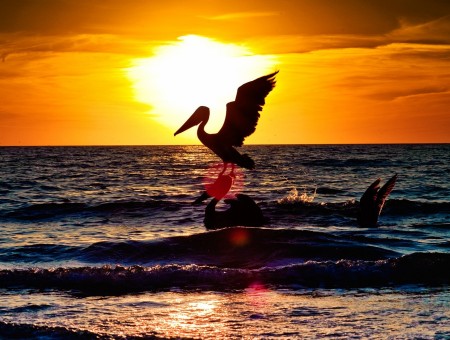 Long Beak Bird On Sea Shore During Sunset