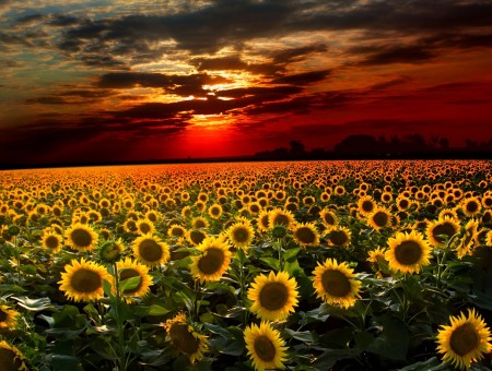 Yellow Sunflower Under Red Sky