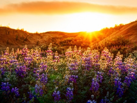 Purple Flower Field Under Cloudy Sky During Sunset