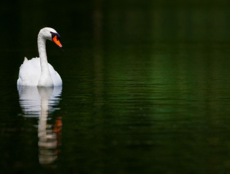 White Swan In Water During Daytime