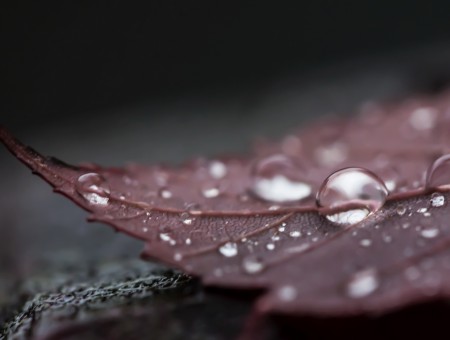 Water Droplets On Brown Leaf Macro Photography