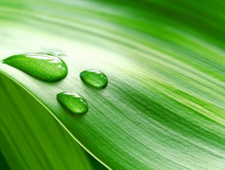 Water Dew Drop On Green Leaf