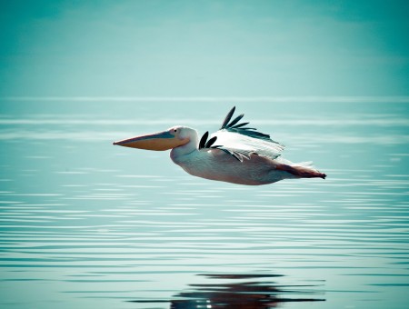 White And Gray Bird Flying Above Body Of Water