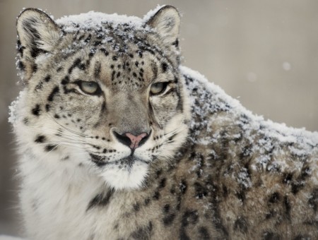 Snow On Leopard