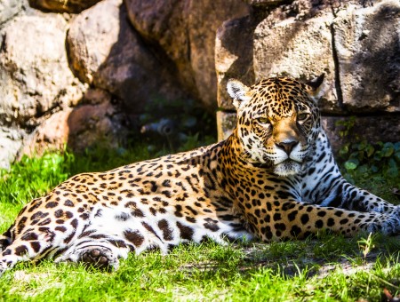 Yellow And White Leopard On Green Grass Field During Daytime