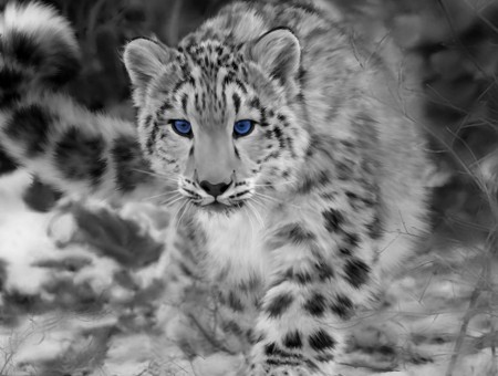 Grayscale Photograph Of Leopard