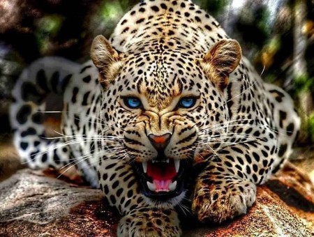 Black And Brown Leopard Roaring