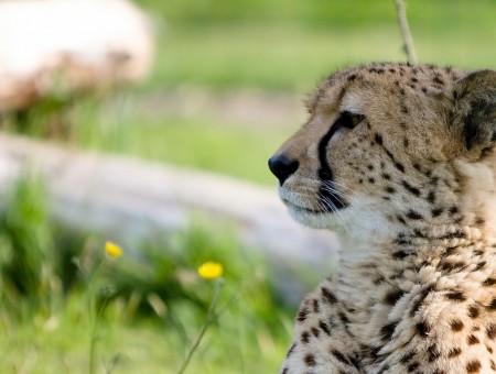 Cheetah On Green Grass With Blurred Green Background During Daytime