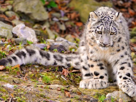 White And Black Snow Leopard On A Rocky Grass Hill