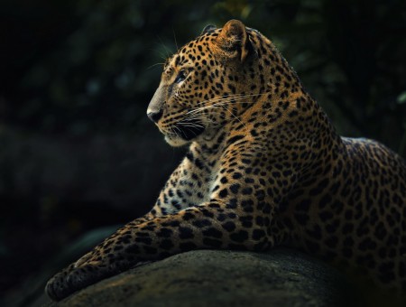 Yellow And Black Jaguar On A Rock