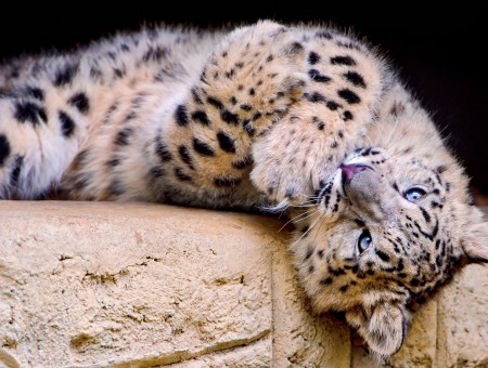 Leopard Lying On Brown Concrete Floor During Daytime