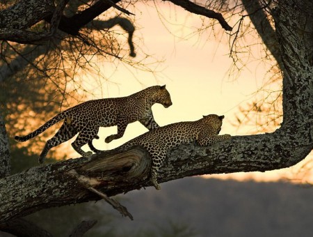 2 Leopards On Tree