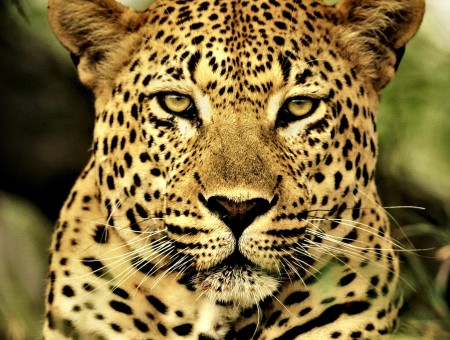 Cheetah Up Close Photo