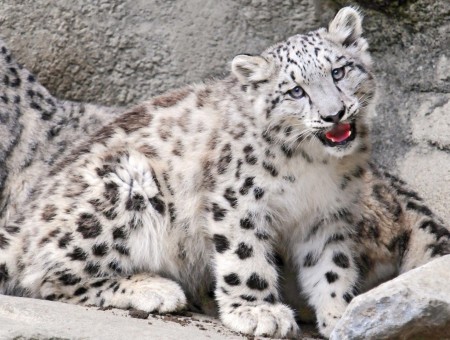 White And Black Leopard