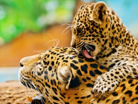 Mom And Baby Cheetah