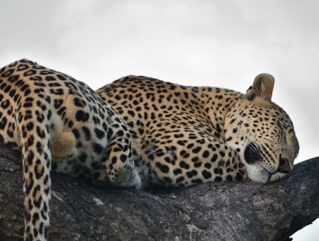 Cheetah Sleeping On Tree Branch