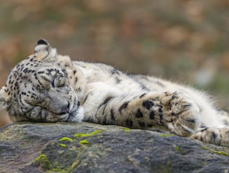 Black Brown And White Tiger Sleeping On Gray Rock