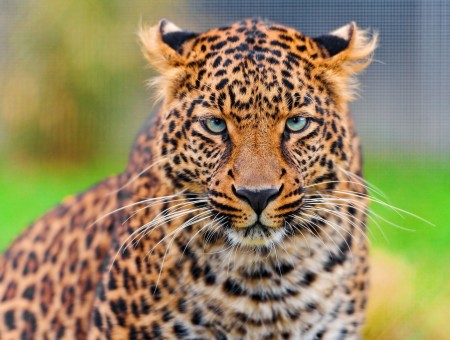 Close Up Photo Of Leopard