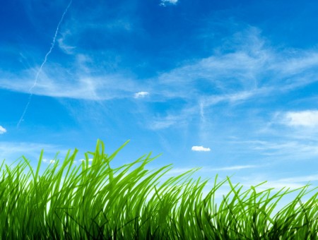 Grass Blades In Front Of Blue Sky With Light Clouds