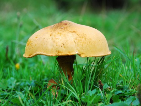 Beige Mushroom On Green Grasses During Daytime