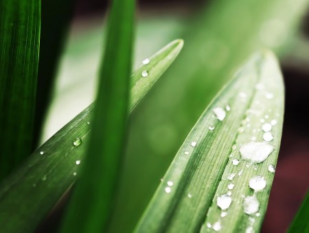 Water Drops On Green Leaf
