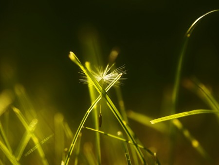 Dandelion On Green Grass