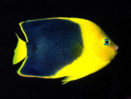 Blue-yellow Fish