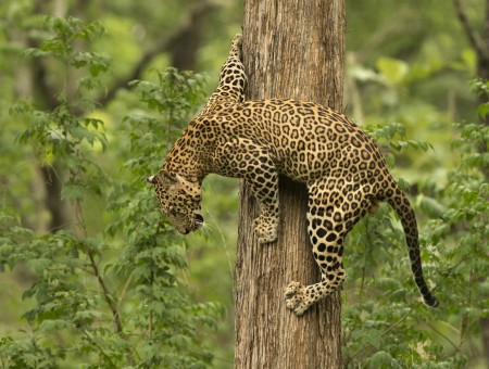 Leopard On Tree Trunk