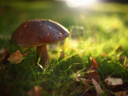Brown Mushroom In Grass Field