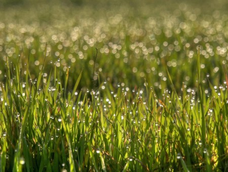 Green Grass During Daytime