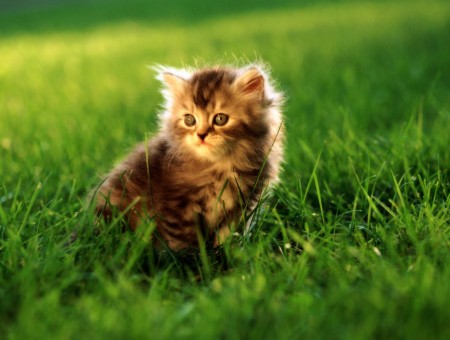 Brown Kitten Sitting On Green Grass Field